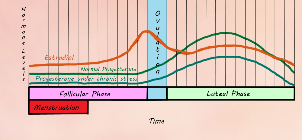 Estradiol Cycle Stress