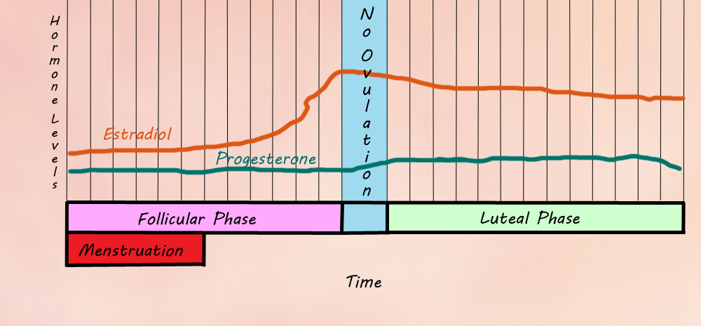 Estradiol Cycle Without Ovulation