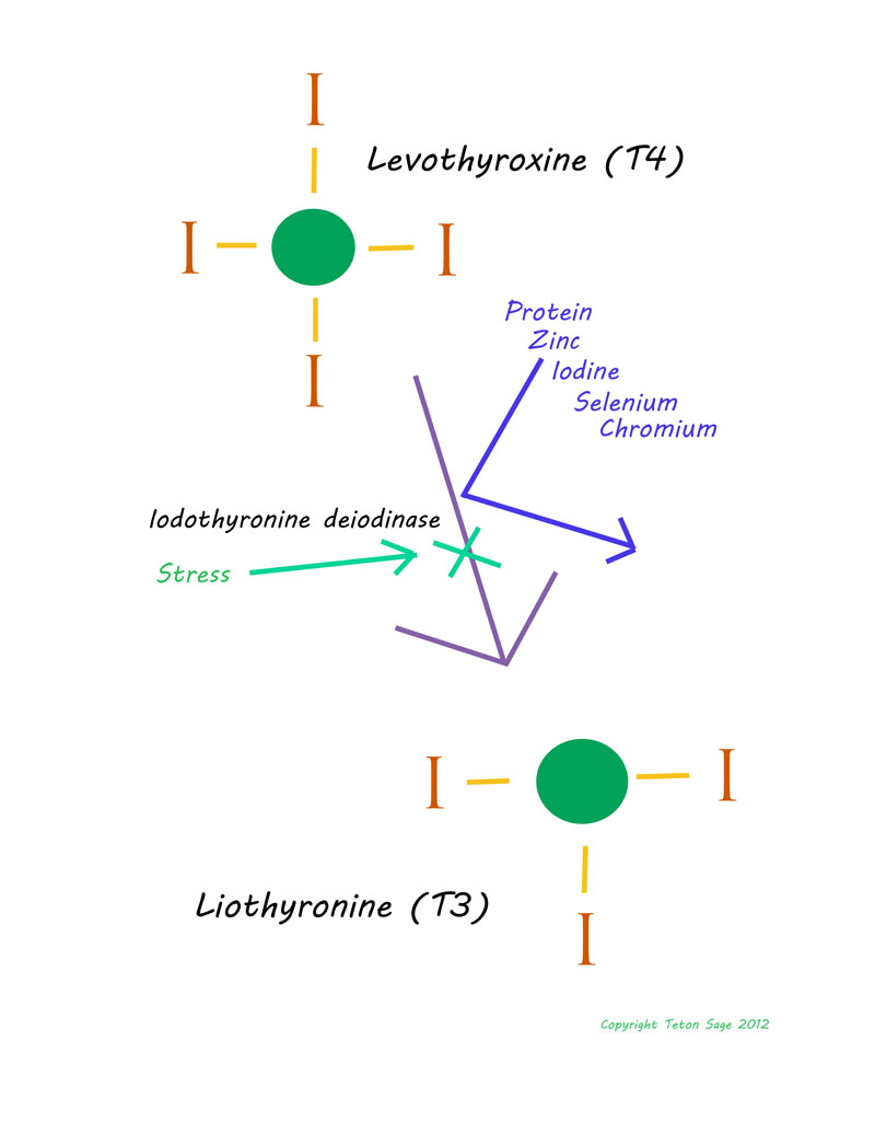 Thyroid T4 To T3