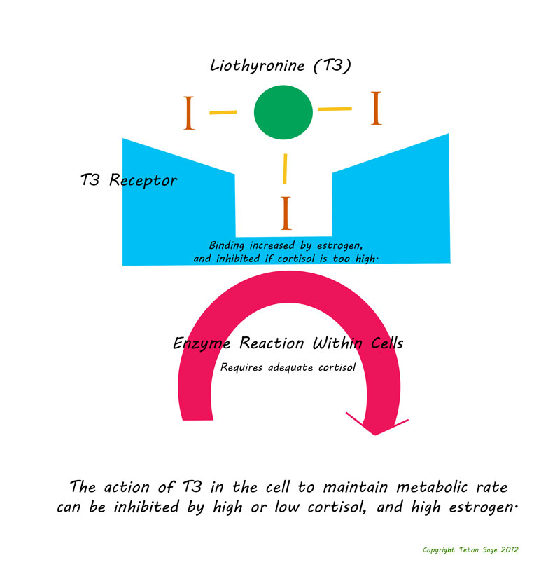 T3 Binding At Cell